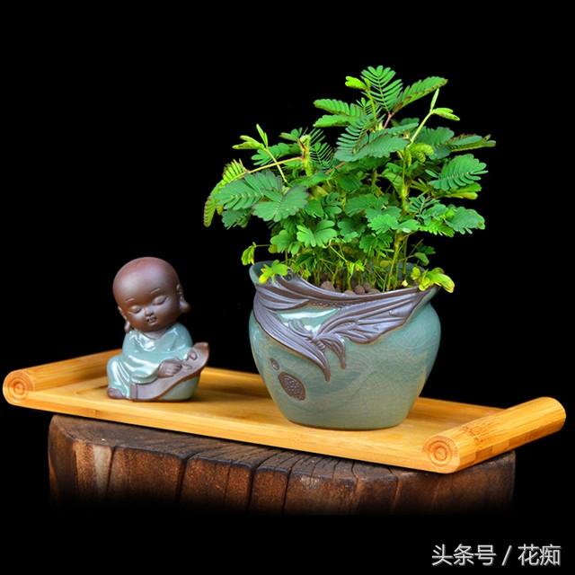 含羞草会开花吗，1000种花名大全（却不知道它也会开球状花）