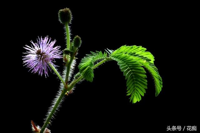 含羞草会开花吗，1000种花名大全（却不知道它也会开球状花）