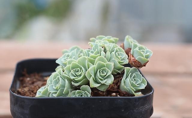 山地玫瑰多肉植物的养殖方法，山地玫瑰多肉植物如何养殖（3分钟轻松掌握多肉植物山地玫瑰养殖技巧）