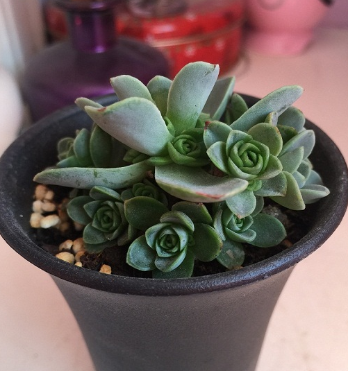 山地玫瑰多肉植物的养殖方法，山地玫瑰多肉植物如何养殖（3分钟轻松掌握多肉植物山地玫瑰养殖技巧）