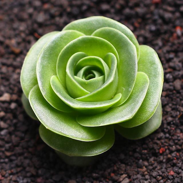 山地玫瑰多肉植物的养殖方法，山地玫瑰多肉植物如何养殖（3分钟轻松掌握多肉植物山地玫瑰养殖技巧）