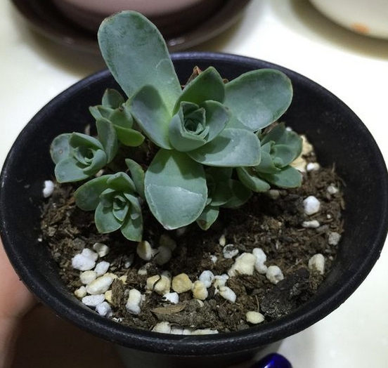 山地玫瑰多肉植物的养殖方法，山地玫瑰多肉植物如何养殖（3分钟轻松掌握多肉植物山地玫瑰养殖技巧）