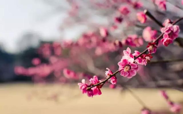 梅花什么时候开花，梅花啥时候开花呢（梅花开花最早在2月）