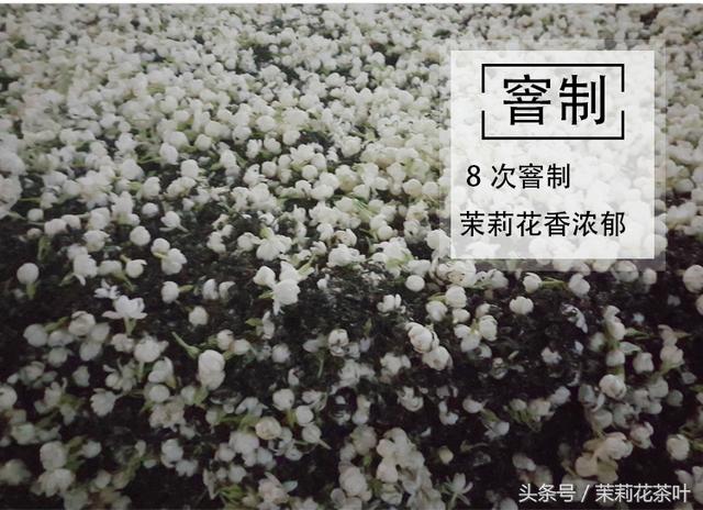 花茶是属于什么茶种，茉莉花茶到底属于什么茶