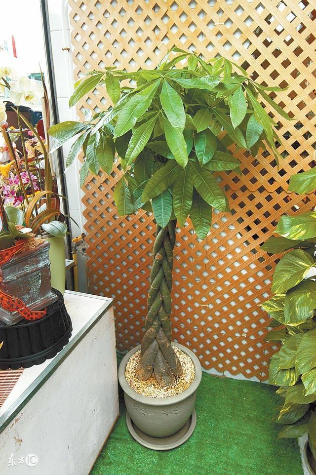 绿萝花的功效与作用，绿萝花泡水喝有什么功效（顶楼大爷长寿有秘诀）