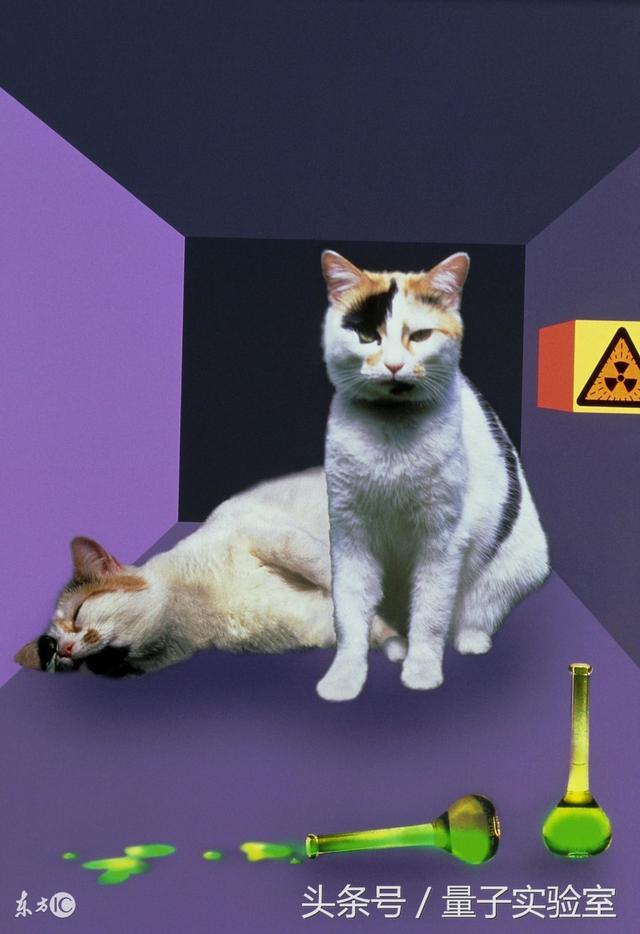 薛定谔的猫是什么意思，薛定谔的猫 巴甫洛夫的狗（薛定谔的猫是什么）