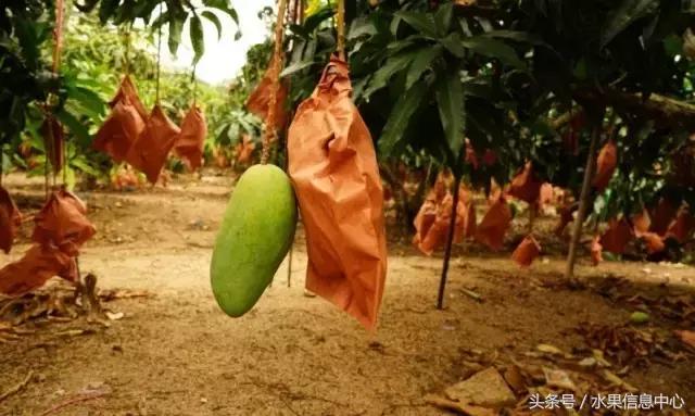 玉文芒果的特点，玉文芒果的特点是什么（最全芒果品种产地大全）