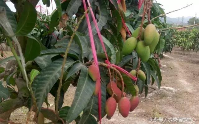 玉文芒果的特点，玉文芒果的特点是什么（最全芒果品种产地大全）