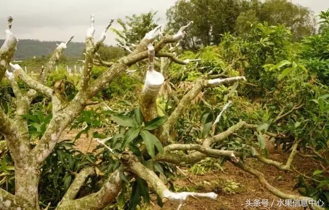 玉文芒果的特点，玉文芒果的特点是什么（最全芒果品种产地大全）