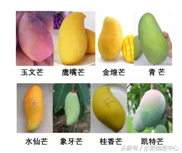 玉文芒果的特点，玉文芒果的特点是什么（最全芒果品种产地大全）