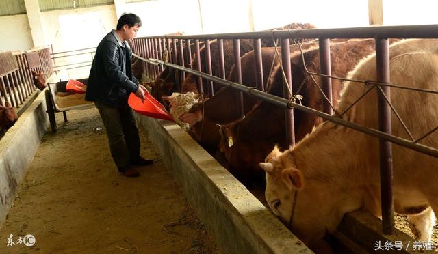 肉牛快速育肥技巧技术要点，肉牛快速育肥技巧技术要点是什么（肉牛“四喂”快速育肥法）
