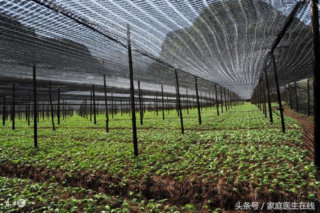 三七怎么辨别好坏，如何分辨三七的真假好坏（看这三个地方就知道）