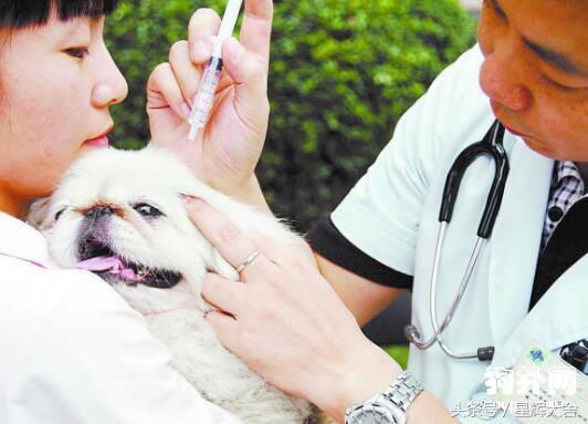 狗狗打什么疫苗，宠物狗疫苗怎么打（狗狗疫苗注射时间及注意事项）