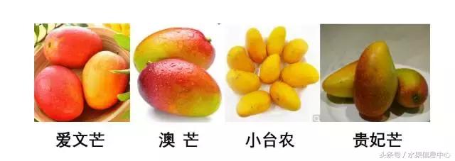 玉文芒果的特点，玉文芒果的特点是什么（最全芒果品种产地大全）