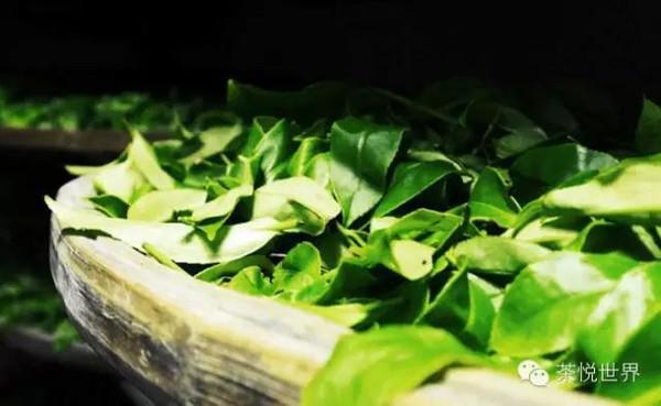 单丛茶作用与功效，单丛茶营养成分（什么是凤凰单丛茶）