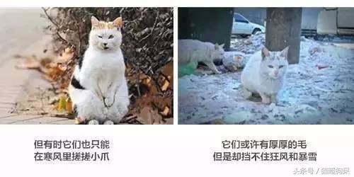 怎样给野猫做窝，野猫的窝是用什么做的（怎样给流浪猫做简易猫窝）