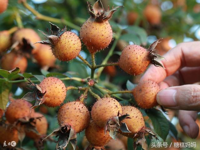 哺乳期可以吃苋菜吗，苋菜的功效是什么（6种蔬菜5种水果产后宝妈要多吃）