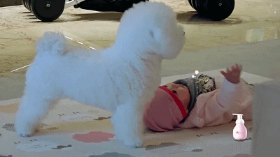 去狗虱子最简单的方法，狗狗长虱子了怎么办（怎样去除狗狗身上的虱子）