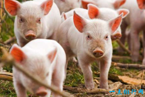 智商最高的十大鹦鹉，世界上最聪明的鹦鹉（世界上智商最高的十大动物）