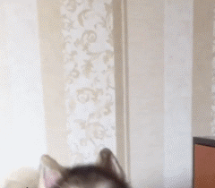 去狗虱子最简单的方法，狗狗长虱子了怎么办（怎样去除狗狗身上的虱子）