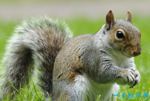 智商最高的十大鹦鹉，世界上最聪明的鹦鹉（世界上智商最高的十大动物）