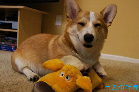 智商最高的十大鹦鹉，世界上最聪明的鹦鹉（世界上智商最高的十大动物）