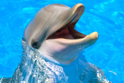 智商最高的十大鹦鹉，世界上最聪明的鹦鹉（世界上智商最高的十大动物）