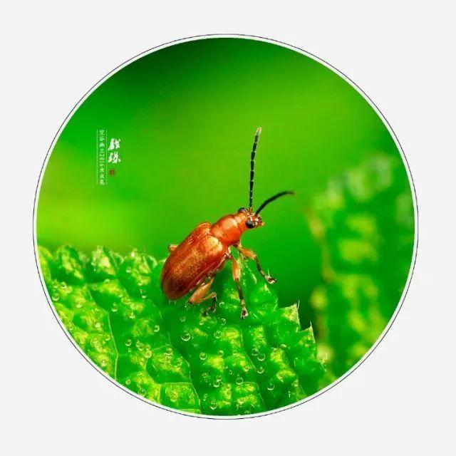 呵斥与喝斥哪个对，呵斥还是喝斥（这些字很多人都错了）