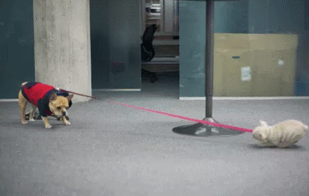 去狗虱子最简单的方法，狗狗长虱子了怎么办（怎样去除狗狗身上的虱子）