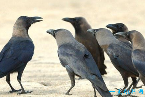 智商最高的十大鹦鹉，世界上最聪明的鹦鹉（世界上智商最高的十大动物）