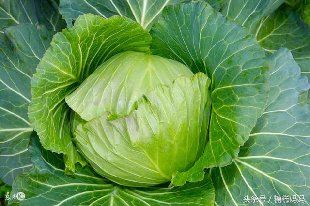 哺乳期可以吃苋菜吗，苋菜的功效是什么（6种蔬菜5种水果产后宝妈要多吃）