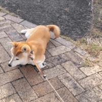 去狗虱子最简单的方法，狗狗长虱子了怎么办（怎样去除狗狗身上的虱子）