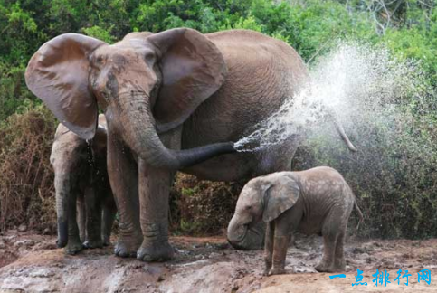 智商最高的十大鹦鹉，世界上最聪明的鹦鹉（世界上智商最高的十大动物）