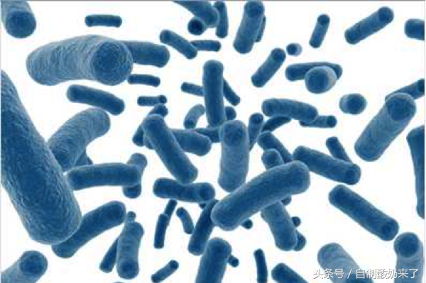 做酸奶用什么菌粉好，做酸奶的菌粉还可以做什么（酸奶为什么用保加利亚乳杆菌和嗜热链球菌发酵）