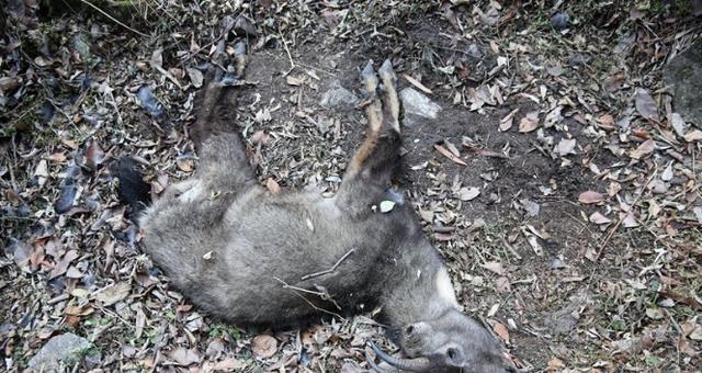 及时的拼音，及时的拼音是什么意思（从秦岭现斑羚尸骸来看“及时”二字）