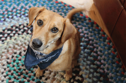 去狗虱子最简单的方法，狗狗长虱子了怎么办（怎样去除狗狗身上的虱子）