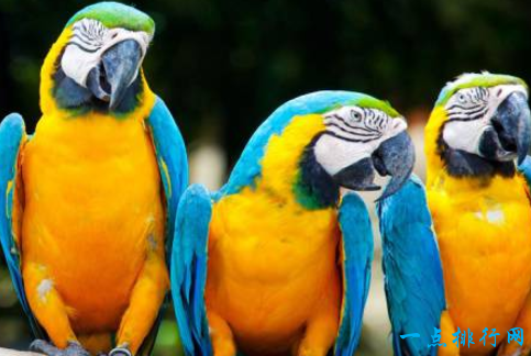 智商最高的十大鹦鹉，世界上最聪明的鹦鹉（世界上智商最高的十大动物）