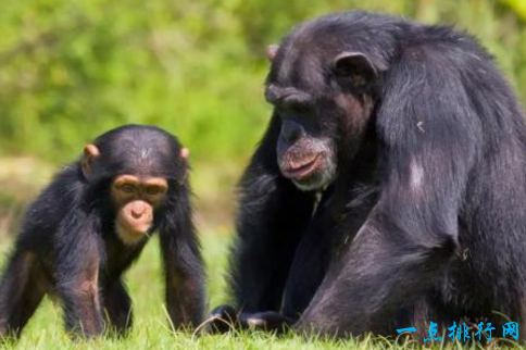 智商最高的十大鹦鹉，世界上最聪明的鹦鹉（世界上智商最高的十大动物）