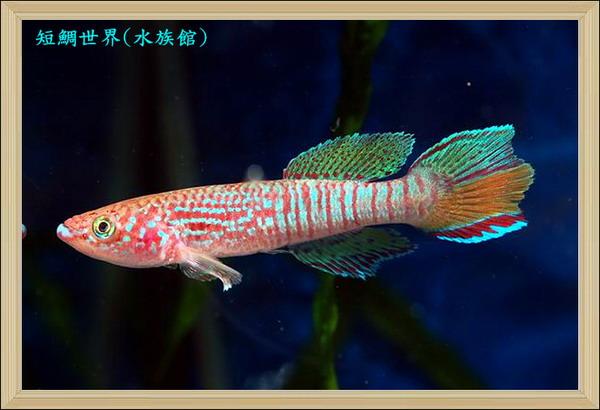 说到鳉鱼可能大家并不多见,除了黄金鳉在水族市场能常见身影外黄金鳉