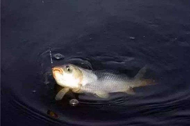 鱼标的使用方法，鱼标的使用教程（掌握浮漂的使用方法和技巧）