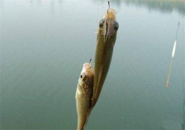 鱼标的使用方法，鱼标的使用教程（掌握浮漂的使用方法和技巧）