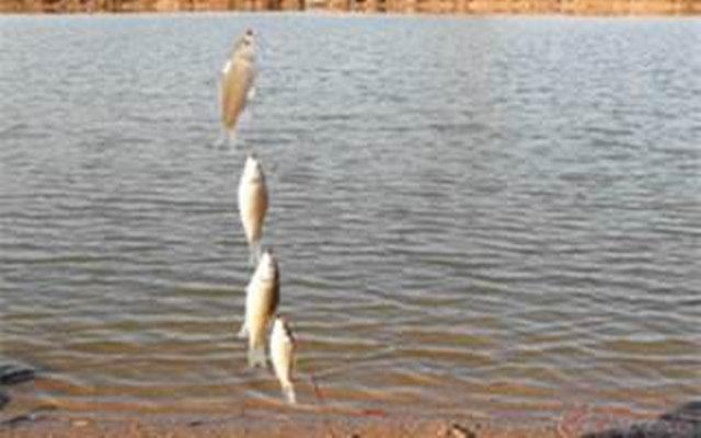 鱼标的使用方法，鱼标的使用教程（掌握浮漂的使用方法和技巧）