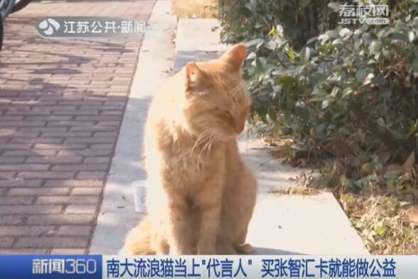 南京有没有宠物救助领养中心，南京有没有宠物救助领养中心的（南大流浪猫当上“代言人”）