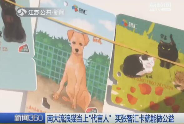 南京有没有宠物救助领养中心，南京有没有宠物救助领养中心的（南大流浪猫当上“代言人”）