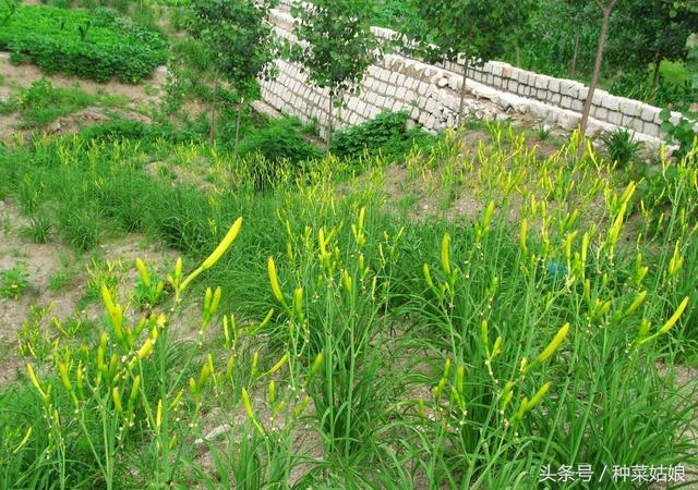 黄花菜种植方法，种植白菜的方法（连续采收了十几年）