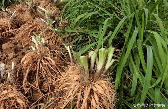 黄花菜种植方法，种植白菜的方法（连续采收了十几年）