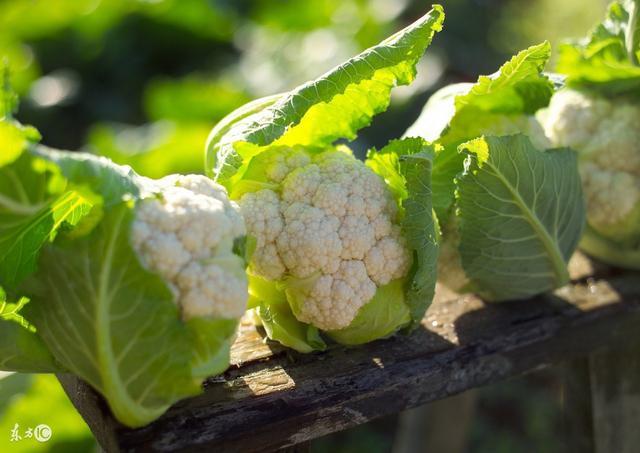 紫色花菜的功效与作用,紫菜花的营养价值及功效(白黄绿紫四种颜色的
