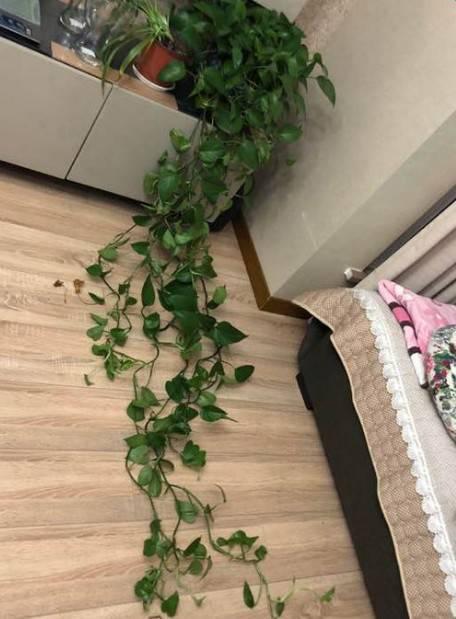 鱼缸养绿萝怎么固定,绿萝怎么放鱼缸(1个月就能爬上墙)