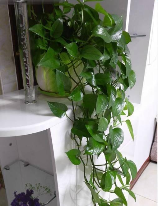 鱼缸养绿萝怎么固定,绿萝怎么放鱼缸(1个月就能爬上墙)