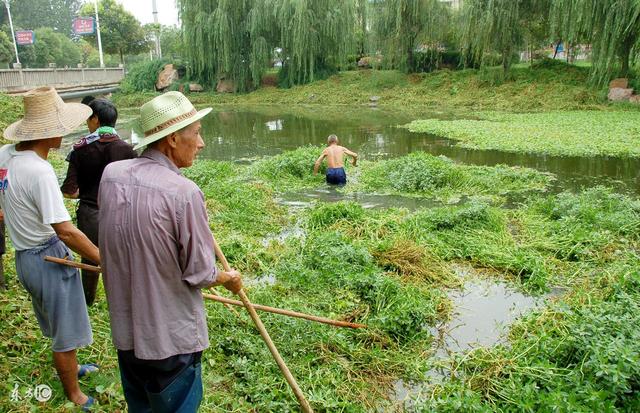 这是水稻田中什么草， 什么药能除掉（农村水田常见的一种草）